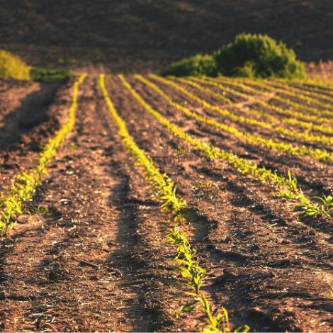 Porque Escolher a Prime Fertilizantes (4)